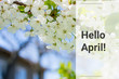  Hello April. Spring background with flowers. Cherry blossom outdoors on a sunny day. Cherries on a natural background, delicate spring flowers. Spring background, closeup. Soft selective focus