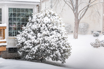 Wall Mural - Snowstorm storm snowing weather outside outdoors with tree branches covered in snow in backyard yard of house in Virginia