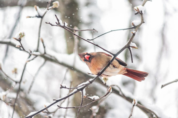 puffed up angry one female red northern cardinal cardinalis bird sitting perched on tree branch look