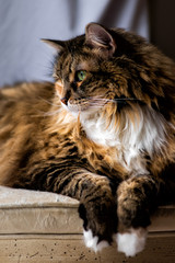 One maine coon calico cat resting on chair indoors inside house looking through window side portrait profile vertical view with breed neck mane or ruff