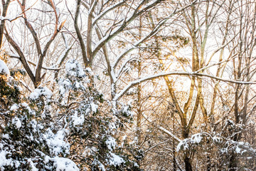 Wall Mural - Trees forest closeup view pattern with snow covered evergreen pine trees after blizzard white storm with morning sunrise sunlight in Virginia
