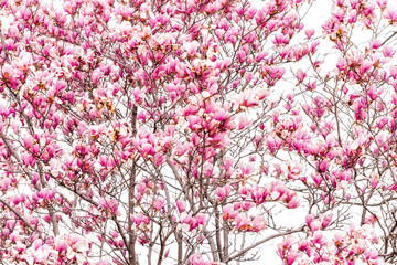 Wall Mural - washington dc, usa capital city with closeup with pink magnolia blossom flowers in spring springtime