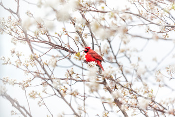one red northern cardinal, cardinalis, bird sitting perched on cherry blossom flower tree branch in 