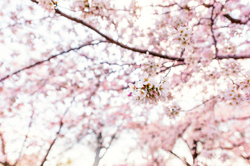Wall Mural - pink cherry blossom sakura trees isolated against white sky perspective with flower petals in spring