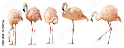 isolated on white five flamingo Wallpaper Mural