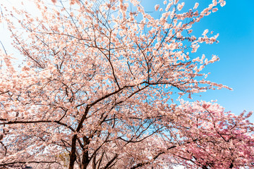 Wall Mural - view on cherry blossom sakura trees against sky perspective with pink flower petals in spring washin