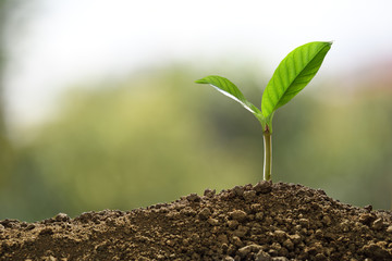 Poster - Green sprout growing out from soil on nature background