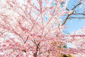 Wall Mural - pink cherry blossom sakura trees isolated against blue sky perspective with flower petals in spring 