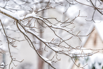 Wall Mural - Closeup of snowing weather snowstorm on oak tree branch covered in snow in backyard or front yard with houses background bokeh in Fairfax, Virginia