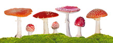 Seven Fly Agarics In Green Moss Isolated On White