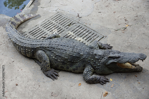 Zdjęcie XXL krokodyl w wodzie
