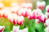 Fototapeta Tulipany - Pink tulips in the garden