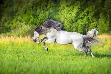 White Andalusian horse runs gallop in summerfield. Pura Raza Espanola