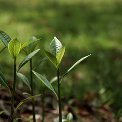  Small tree plant closeup