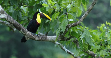 Wall Mural -  Chestnut-mandibled toucan sitting on branch in tropical rain with green jungle background. Wildlife scene from tropic jungle. Animal in Costa Rica forest. Bird with big bill. Rainy season in America.