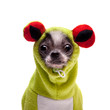 Peruvian hairless and chihuahua mix dog in frog costume