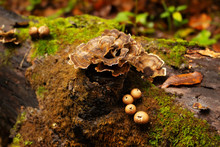 Turkey Tails And Puffballs