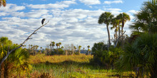 Palm Trees And Bird At Orlando Wetlands Park In Orange County, Florida