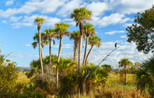 View Of Wildlife And The Natural Landscape At Orlando Wetlands Park Near Orlando, Florida