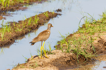 Poster - Wattled lapwing walking at a mudflats