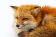 © BUSARA - Portrait of fox during snowing at fox village in Fukushima, Japan in winter time.