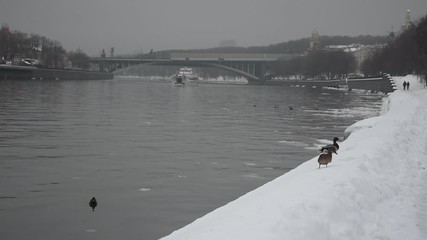 Wall Mural - Winter cityscape in Moscow: ducks on the river bank of Moskva river in the Sparrow Hills park