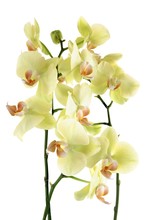 Yellow Flowers Of Orchid Phalaenopsis Close Up