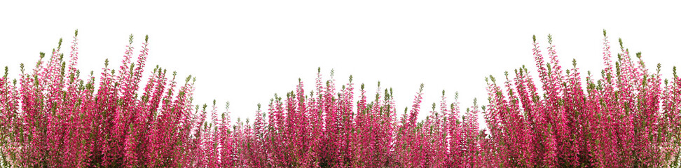 Heather flower background isolated on white