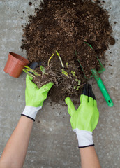 Wall Mural - The hands of the gardener in gloves planted a flower bulb in the pot. Gardening concept.