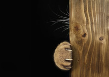 The Cat Hid Behind The Wooden Board. Only His Paw With Long And Sharp Claws And His Whiskers Are Visible. Black Background.