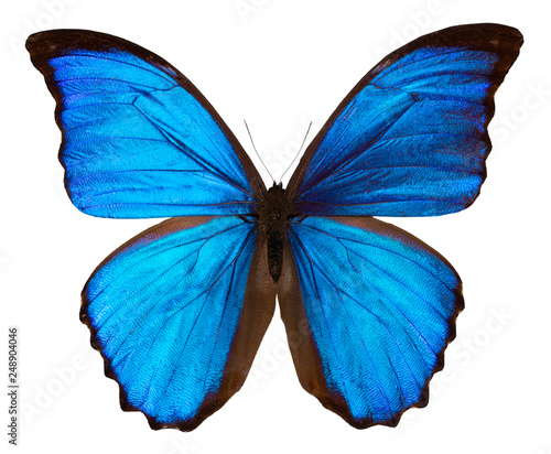 Zdjęcie XXL Piękny błękitny motyl odizolowywający na białym tle z ścinek ścieżką MORPHO DIDUS