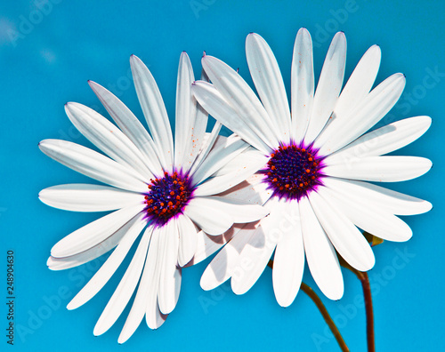 flores blancas con un fono azul