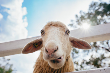 Funny white sheep portrait looking at the camera in farm