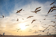 Many Gulls Flying On The Sky