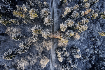 Wall Mural - Aerial view at the winter forest from above. Pine trees as a background with a path going trough the trees. Winter landscape from air. Natural forest background. Forest background from drone