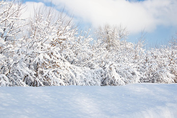 Wall Mural - bushes under snow in a park on a winter day