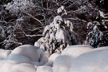 Wall Mural - fir tree under the snow among the snow drifts