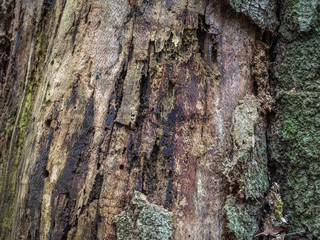 Wall Mural - Bark close up 12