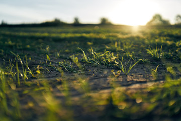 Sticker - Young corn field in brown soil at sunset in detail bokeh view. green and brown warm look on evening wide angle shot with long small shadows