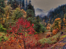 Oregon Fall Foliage Along A River By Loon Lake Road In Western Oregon.