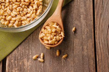 Wall Mural - Wheat sprouts in the wooden spoon on rustic wooden background