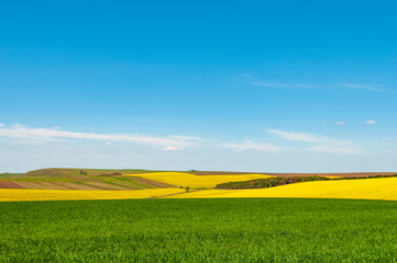 Wall Mural - Colorful spring landscape with green wheat and blooming rapeseed