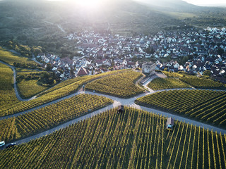 Wall Mural - vineyards landscape on the hill from top with drone, green structure nature, dji