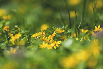 Wall Mural - yellow ranunculus acris on the spring sunny lawn