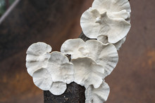 Mushroom Fungus