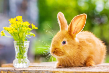 Wall Mural - beautiful red rabbit on natural green background