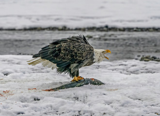 Wall Mural - Mine All Mine - A bald eagle perches on a Chum Salmon and squawks its ownership. Chilkat River, Haines, Alaska.