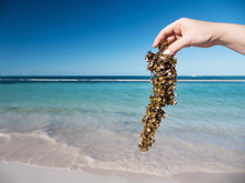 Woman Holding Sargassum Seaweed On Tropical Beach