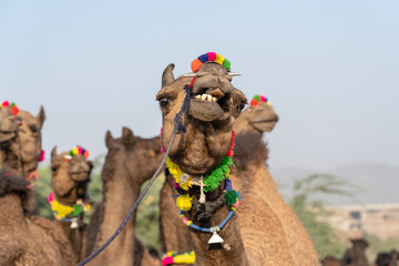 Wall Mural - Camels in desert Thar during Pushkar Camel Fair, Rajasthan, India