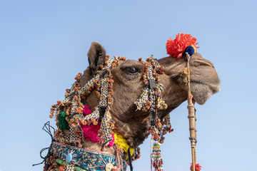 Wall Mural - Decorated head of a camel in desert Thar during Pushkar Camel Fair, Rajasthan, India. Close up